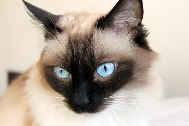 List of the Top 8 Long Haired Cat Breeds