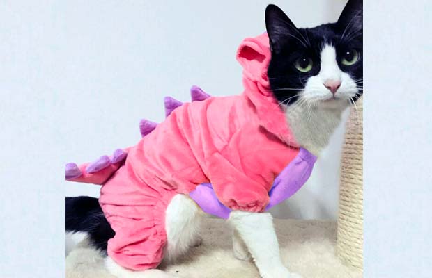 The Best Halloween Costumes For Cats