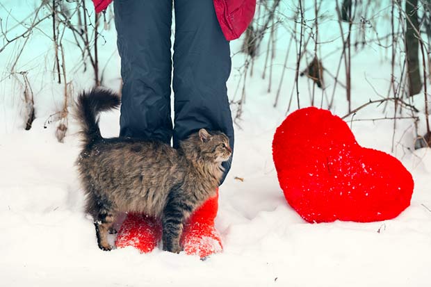 Does My Cat Love Me? 7 Signs You’re Your Cat’s Favorite