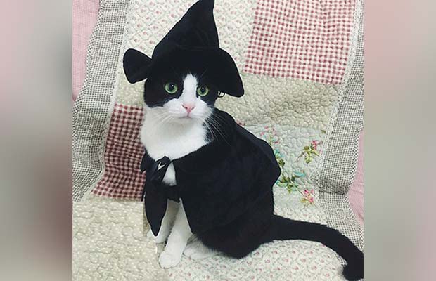 The Best Halloween Costumes For Cats