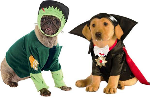 The Best Halloween Costumes For Cats