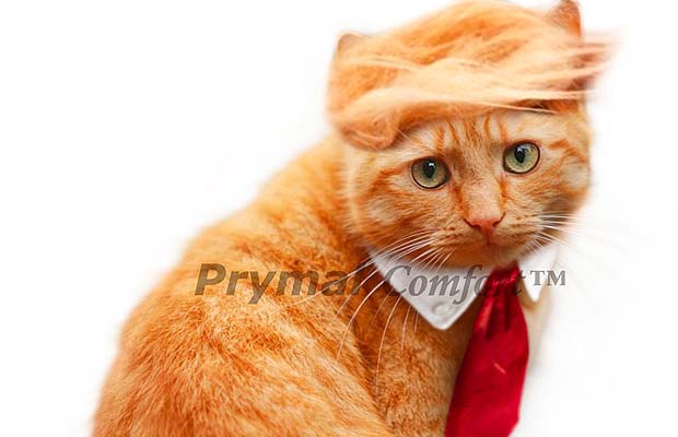 The Best Halloween Costumes For Cats