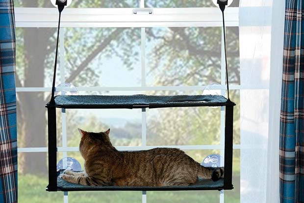 The Best Cat Window Perch for Your Curious Kitty