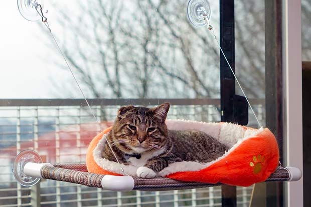 The Best Cat Window Perch for Your Curious Kitty