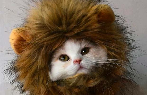 The Best Halloween Costumes For Cats