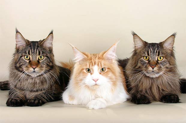 List of the Top 8 Long Haired Cat Breeds