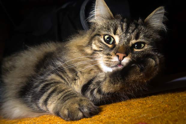 List of the Top 8 Long Haired Cat Breeds