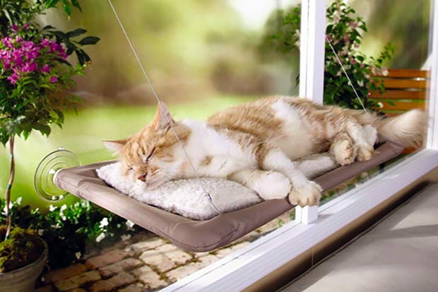 The Best Cat Window Perch for Your Curious Kitty