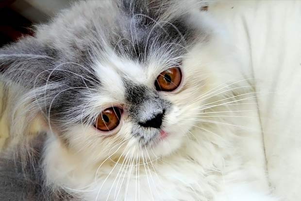 List of the Top 8 Long Haired Cat Breeds