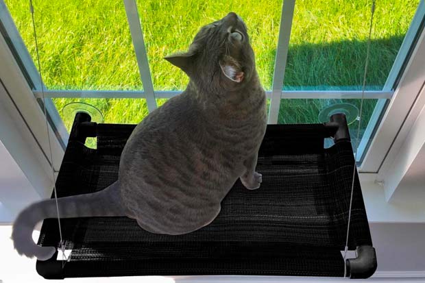 The Best Cat Window Perch for Your Curious Kitty