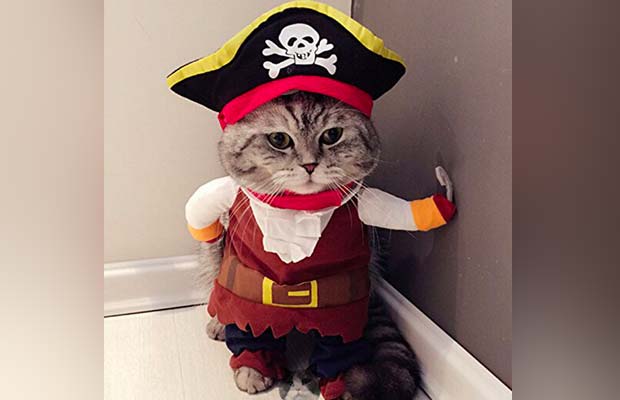 The Best Halloween Costumes For Cats