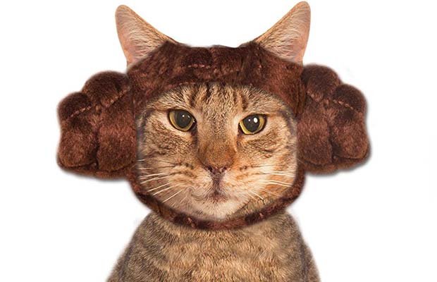 The Best Halloween Costumes For Cats