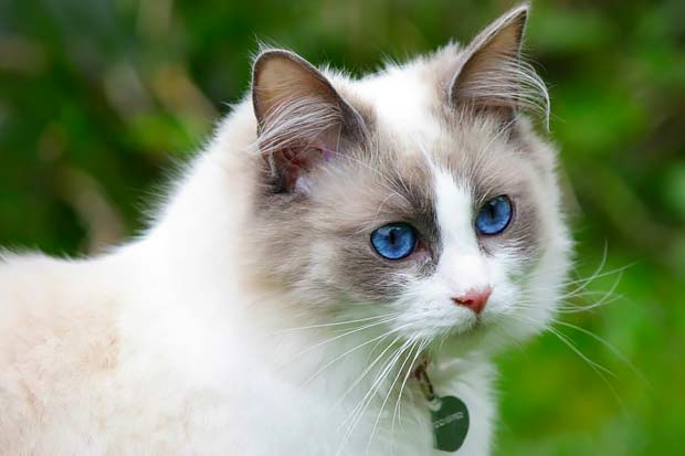 List of the Top 8 Long Haired Cat Breeds