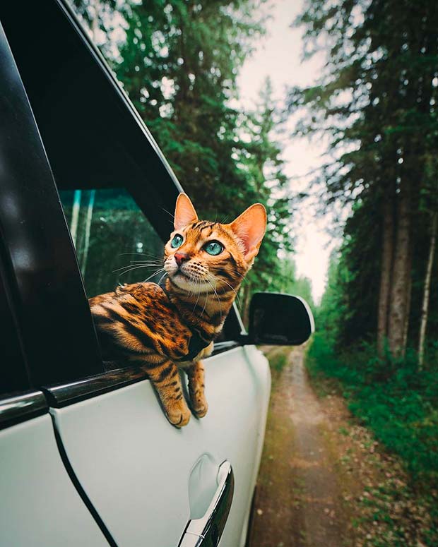 Suki Cat, The Canadian Hiking Cat Who Loves Adventures