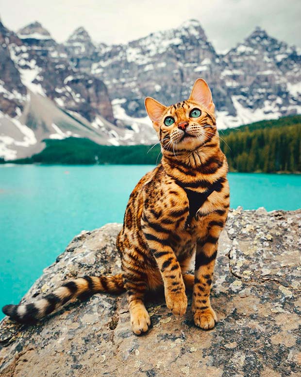 Suki Cat, The Canadian Hiking Cat Who Loves Adventures