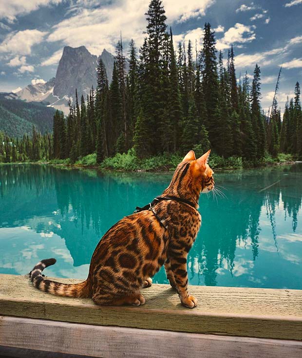 Suki Cat, The Canadian Hiking Cat Who Loves Adventures