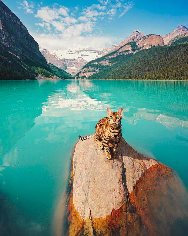 Suki Cat, The Canadian Hiking Cat Who Loves Adventures