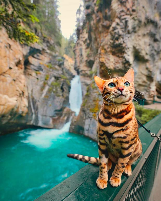 Suki Cat, The Canadian Hiking Cat Who Loves Adventures