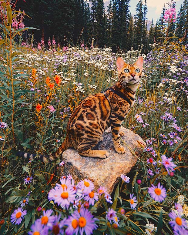 Suki Cat, The Canadian Hiking Cat Who Loves Adventures