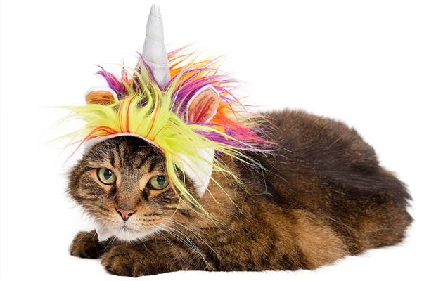 The Best Halloween Costumes For Cats