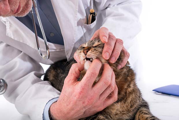 Everything You Need to Know About Stomatitis in Cats