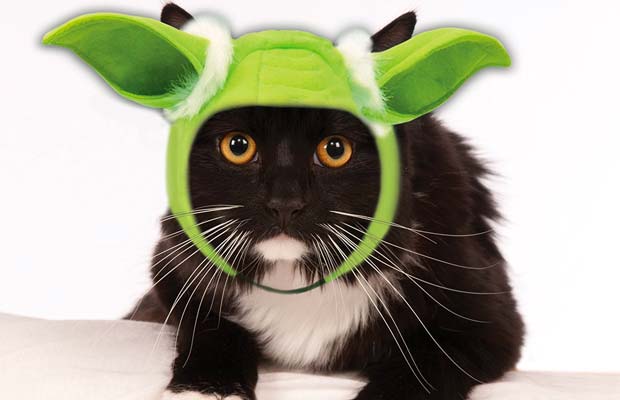 The Best Halloween Costumes For Cats