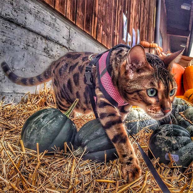 Bengal Cat Halloween Best Instagram Photos