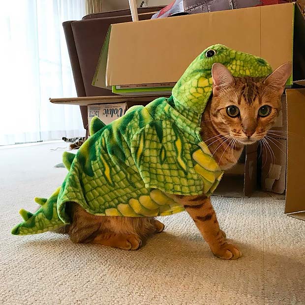 Bengal Cat Halloween Best Instagram Photos