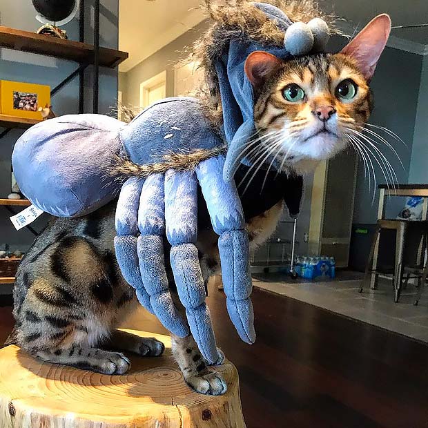 Bengal Cat Halloween Best Instagram Photos