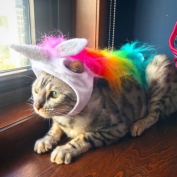 Bengal Cat Halloween Best Instagram Photos