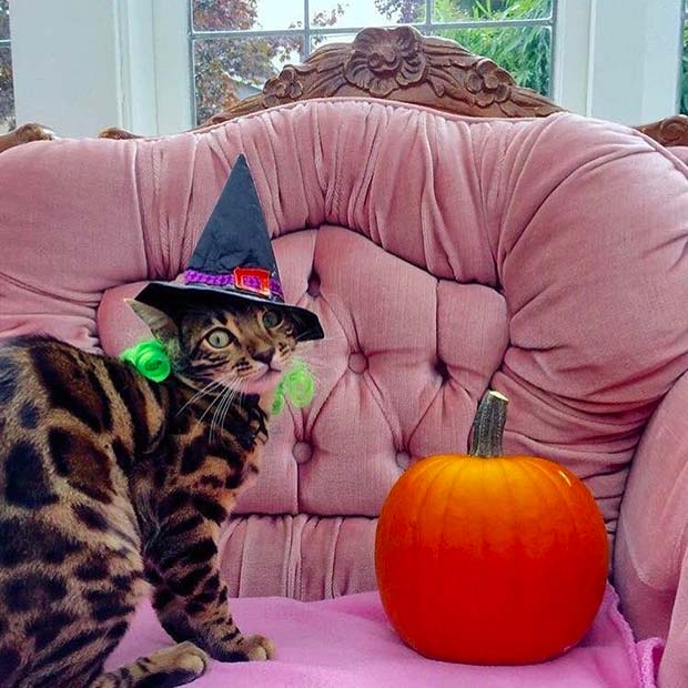 Bengal Cat Halloween Best Instagram Photos