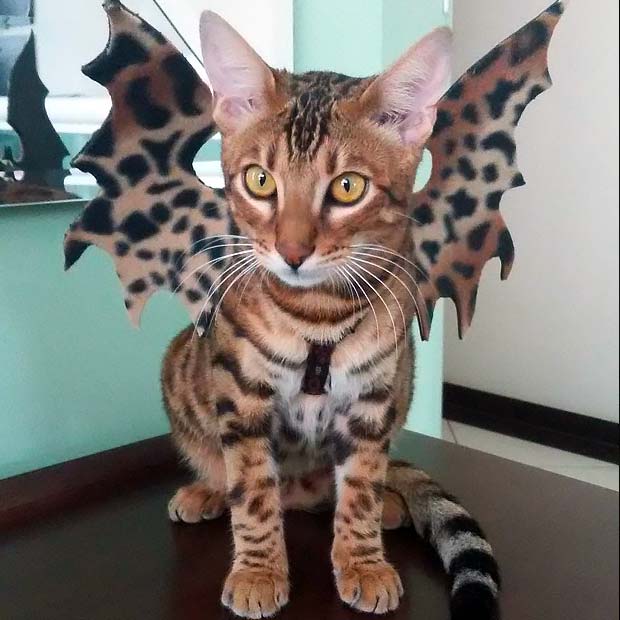 Bengal Cat Halloween Best Instagram Photos