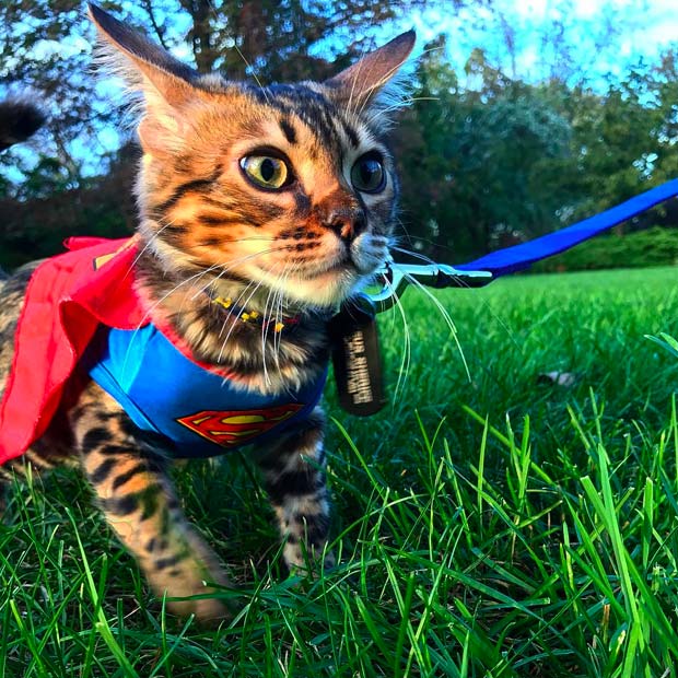 Bengal Cat Halloween Best Instagram Photos