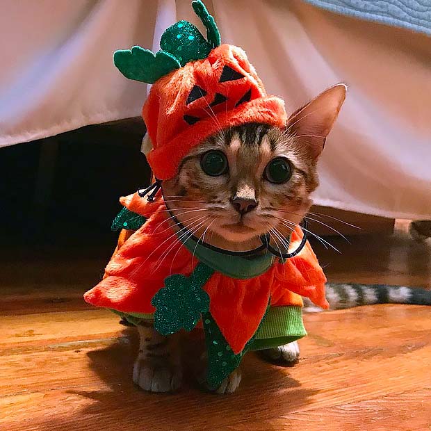 Bengal Cat Halloween Best Instagram Photos