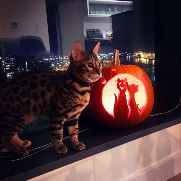 Bengal Cat Halloween Best Instagram Photos