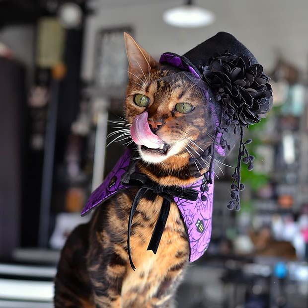 Bengal Cat Halloween Best Instagram Photos
