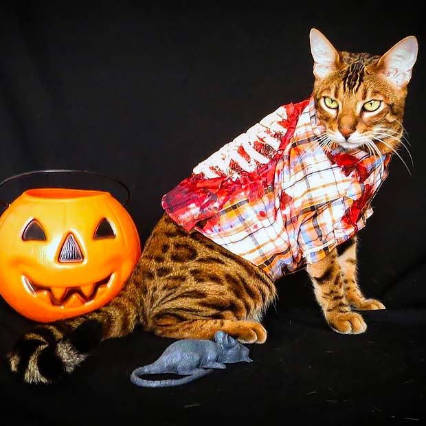 Bengal Cat Halloween Best Instagram Photos