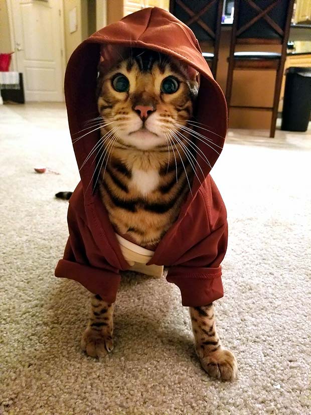 Bengal Cat Halloween Best Instagram Photos