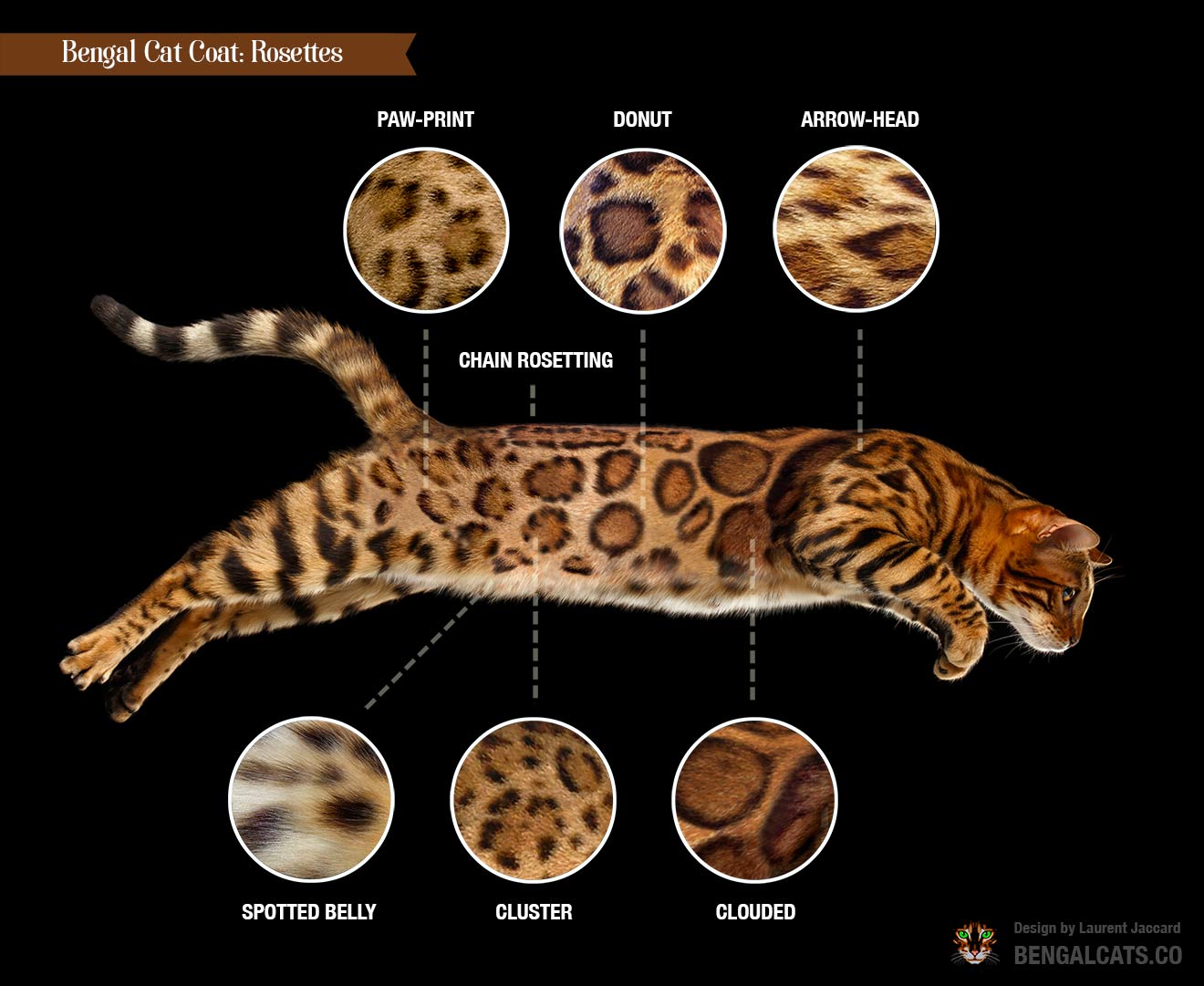 Bengal Cat Colors and Patterns