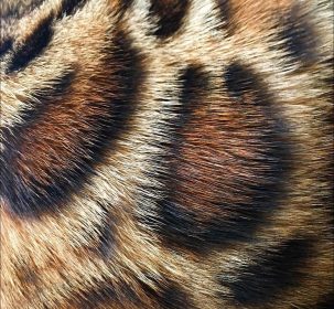 Bengal cat brown rosetted fur detail