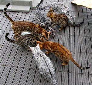 Outdoor Bengal cats different colors