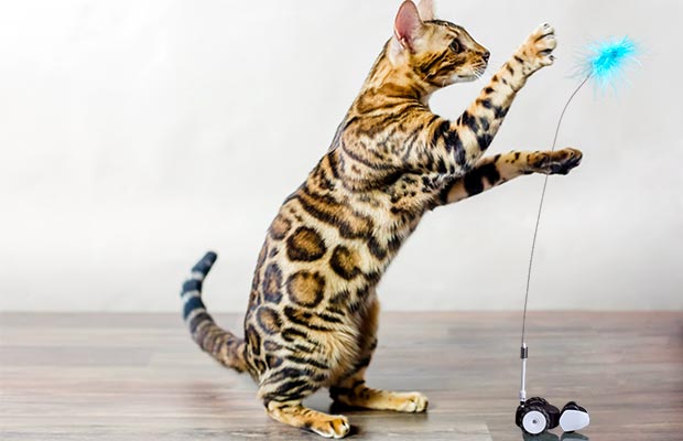 The 16 Best Interactive Cat Toys in 2022