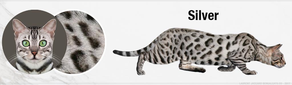 Bengal Cat Colors and Patterns