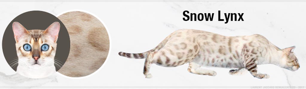 Snow Bengal Cat: Everything You Need To Know