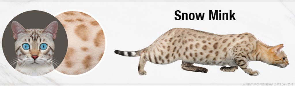 Snow Mink Bengal catSnow Bengal Cat: Everything You Need To Know