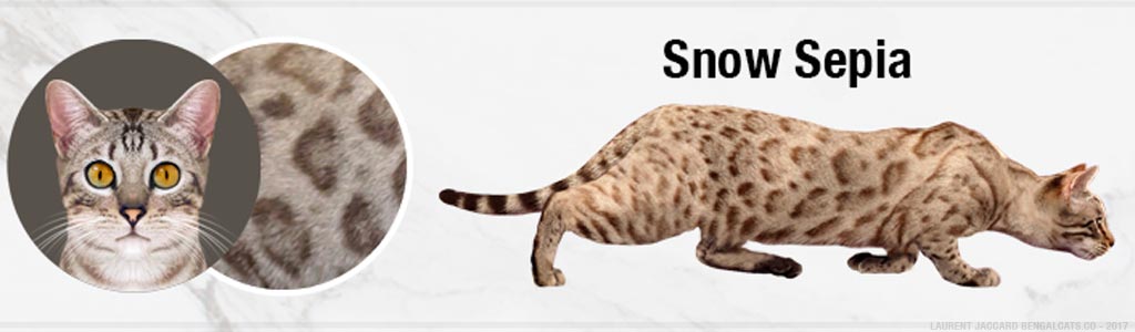 Snow Sepia Bengal Cat Colors