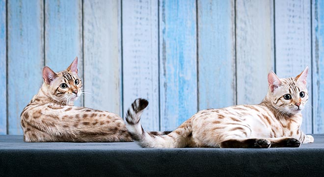 Snow Bengal Cat: Everything You Need To Know