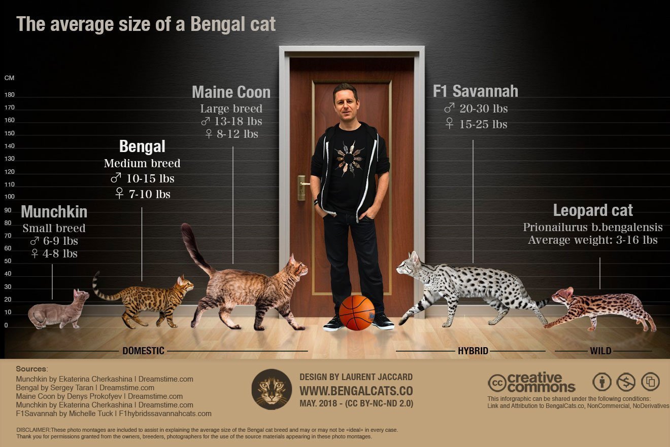 full grown domestic bengal cats