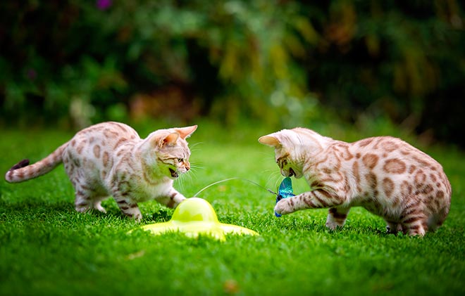 Snow Bengal Cat: Everything You Need To Know