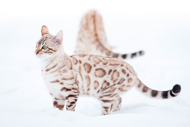 Snow Bengal Cat: Everything You Need To Know